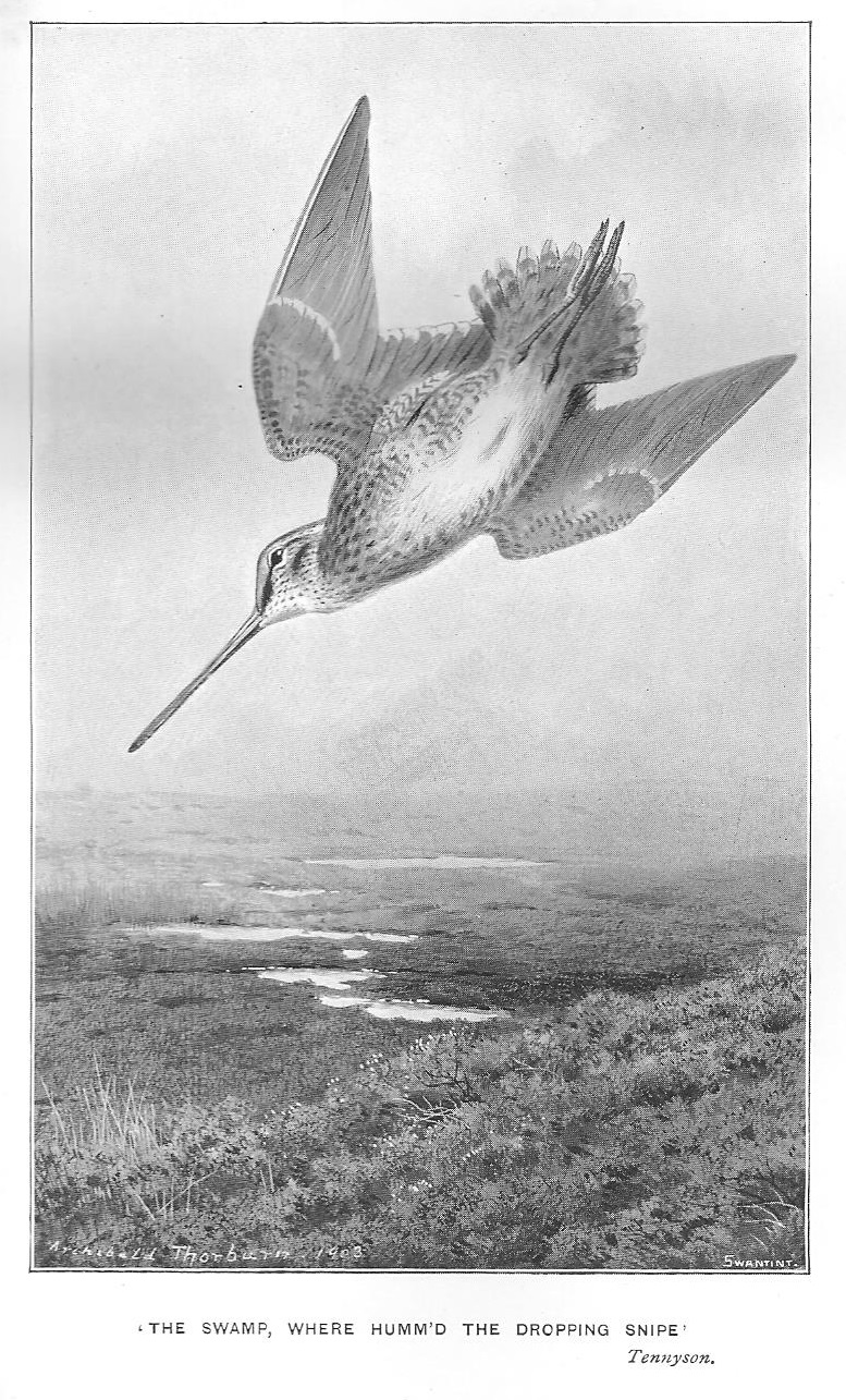 Tennyson's Snipe