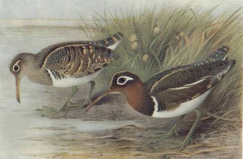 painted-snipe-game-birds-of-india-burma-ceylon