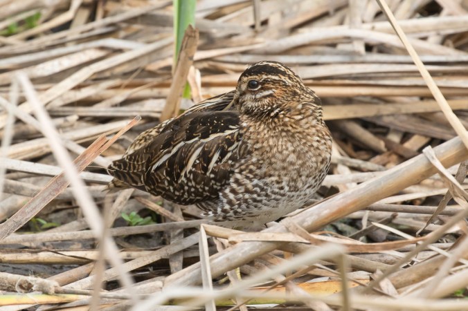 wilsons-snipe-resting