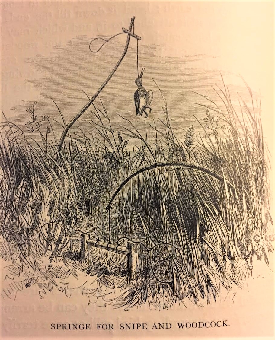 springe-for-snipe-payne-gallwey