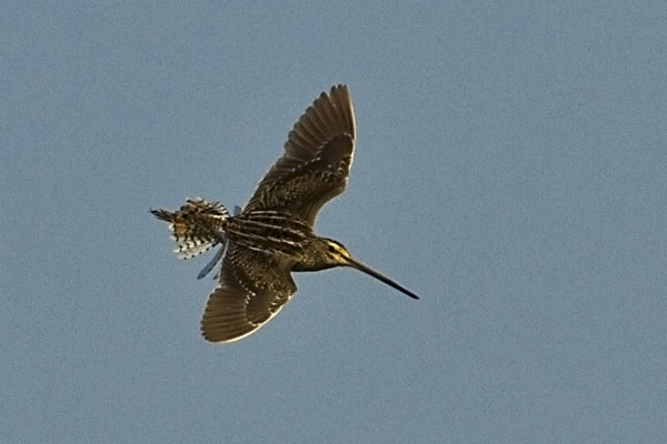 Snipe-African-1-286-4216-med-72dpi